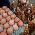 The US is on an egg hunt in Europe to ease prices at home