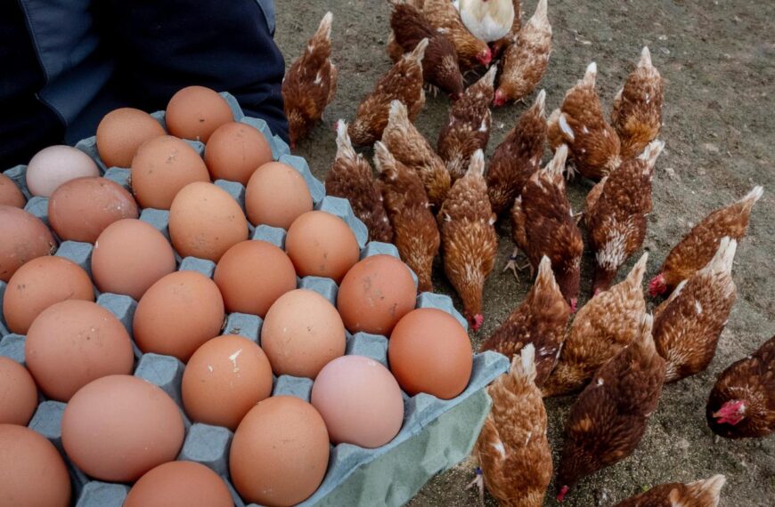 The US is on an egg hunt in Europe to ease prices at home