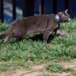 Cat wanders onto the White House grounds and joins the press corps