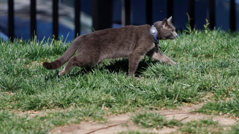 Cat wanders onto the White House grounds and joins the press corps