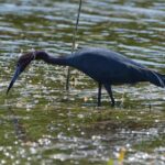 Everglades restoration would protect Florida Keys while scientists watch for drought