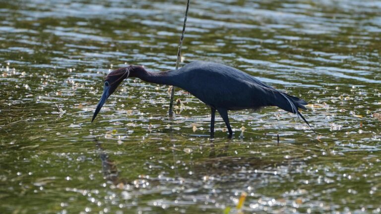 Everglades restoration would protect Florida Keys while scientists watch for drought