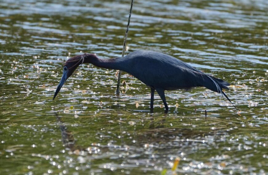 Everglades restoration would protect Florida Keys while scientists watch for drought