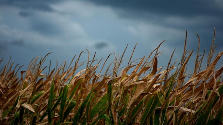 EPA allowing the sale of cheaper, higher-ethanol E15 gasoline across US this summer