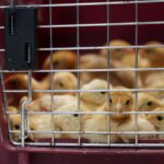 Thousands of chicks found abandoned in USPS truck have been adopted