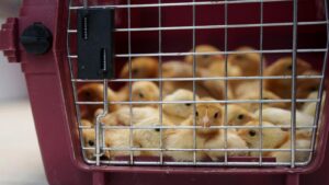 Thousands of chicks found abandoned in USPS truck&hellip;