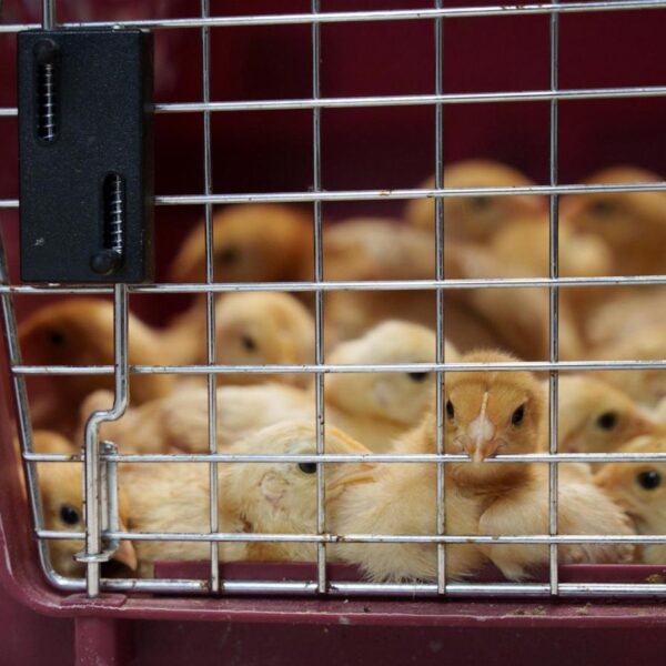 Thousands of chicks found abandoned in USPS truck&hellip;