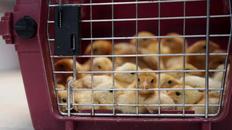 Thousands of chicks found abandoned in USPS truck have been adopted