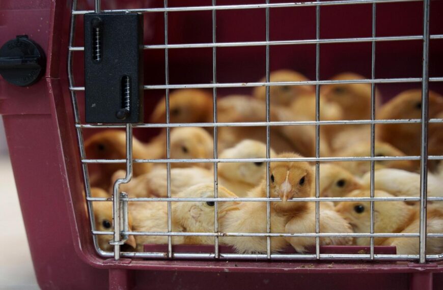 Thousands of chicks found abandoned in USPS truck&hellip;