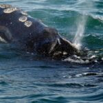 Endangered whales gave birth to few babies this year as population declines
