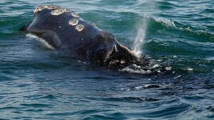Endangered whales gave birth to few babies this…