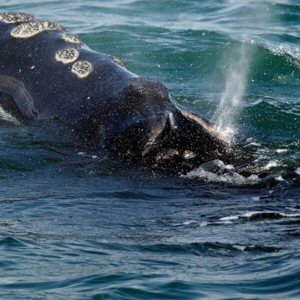 Endangered whales gave birth to few babies this…