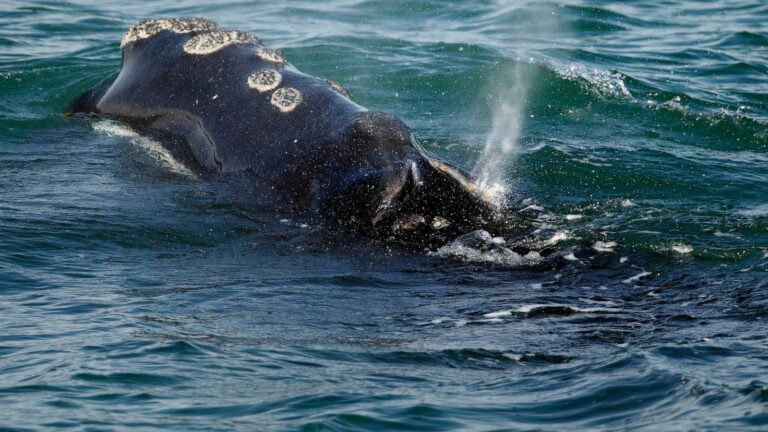 Endangered whales gave birth to few babies this year as population declines
