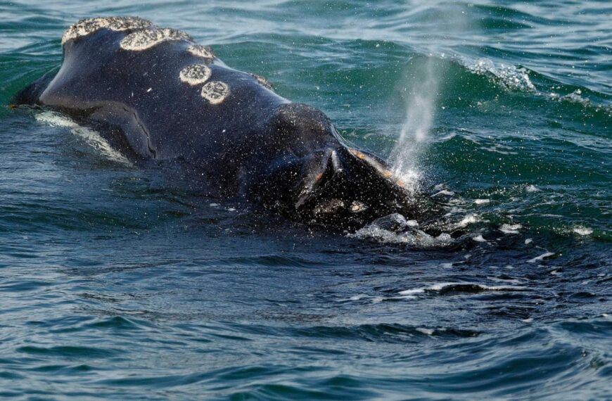Endangered whales gave birth to…