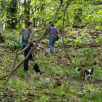 Four-legged investigators sniff out spotted lanternfly eggs