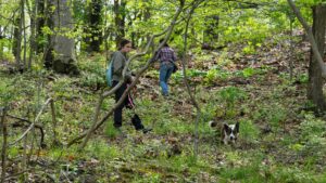 Four-legged investigators sniff out spotted lanternfly eggs