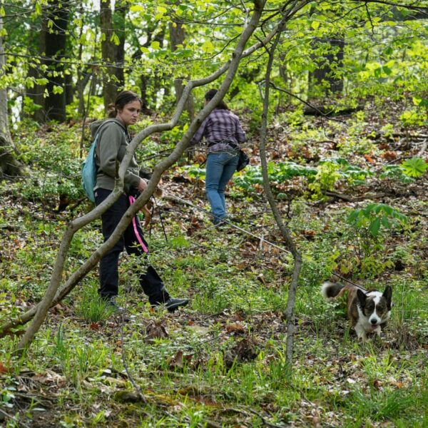 Four-legged investigators sniff out spotted lanternfly eggs