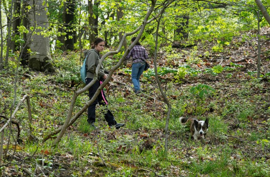 Four-legged investigators sniff out spotted lanternfly eggs