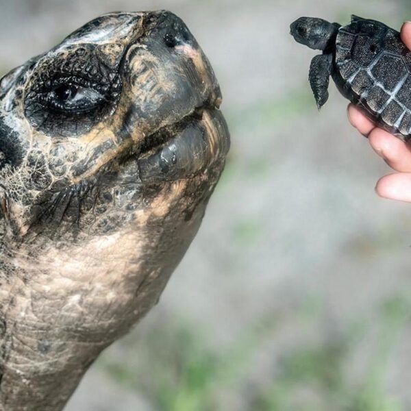 Galapagos tortoise celebrates 135th birthday and first Father’s&hellip;