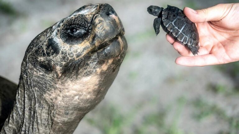 Galapagos tortoise celebrates 135th birthday and first Father's Day at Zoo Miami