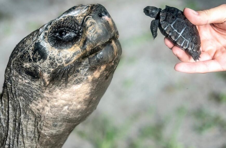 Galapagos tortoise celebrates 135th birthday and first Father’s Day at Zoo Miami