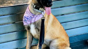 California dog trainer charged with animal cruelty, deaths&hellip;