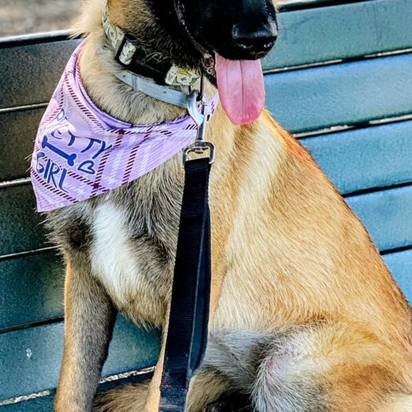 California dog trainer charged with animal cruelty, deaths…