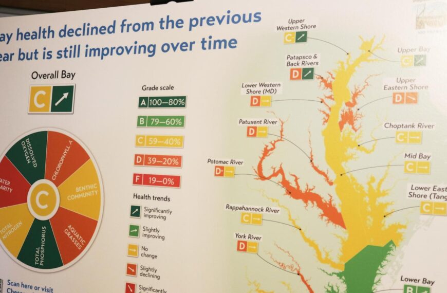 Chesapeake Bay health grade dips after hottest year…