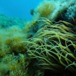 As the UN Ocean Conference opens in France, a push to turn promises into protection