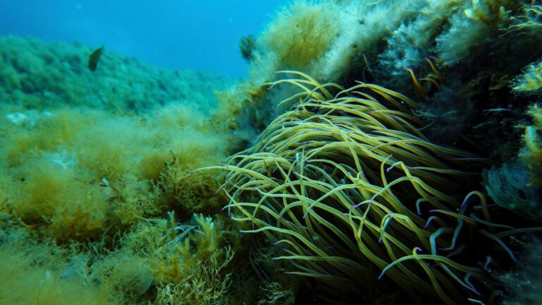 As the UN Ocean Conference opens in France, a push to turn promises into protection