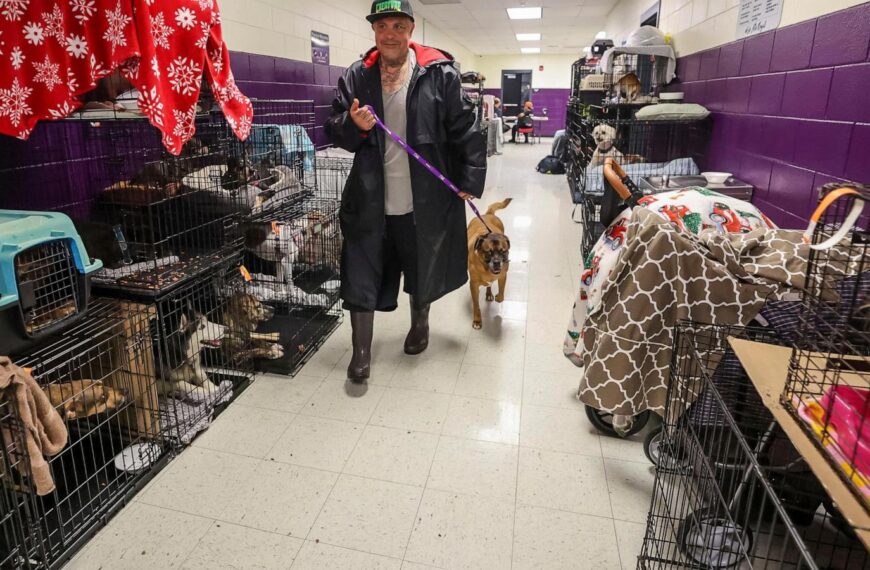 How to prepare your pets for when a hurricane makes it rain cats and dogs