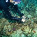 Scientists transplant crossbred corals to help save Miami’s reefs from climate change