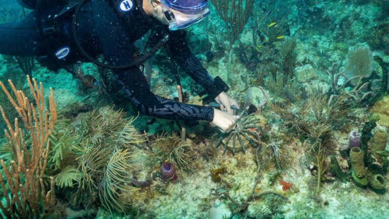 Scientists transplant crossbred corals to help save Miami's reefs from climate change