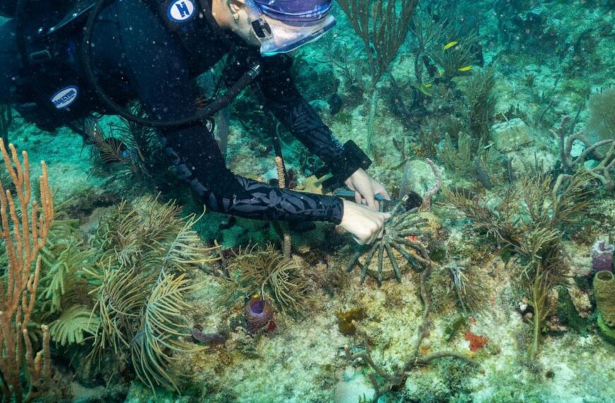 Scientists transplant crossbred corals to help…