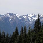 Mountain lion bites 4-year-old on popular Olympic National Park trail, injuring child