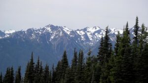 Mountain lion bites 4-year-old on popular Olympic National…