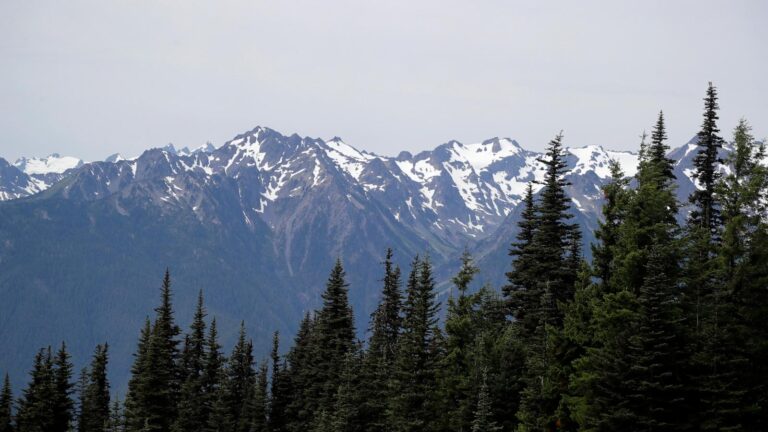 Mountain lion bites 4-year-old on popular Olympic National Park trail, injuring child