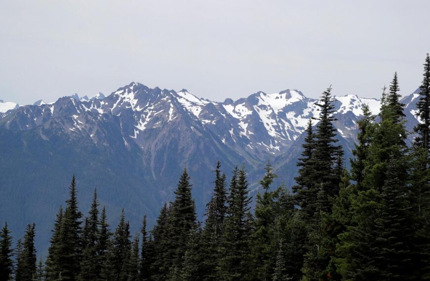 Mountain lion bites 4-year-old on popular Olympic National Park trail, injuring child