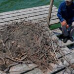 Osprey came back from the brink once. Now chicks are dying in nests, and some blame overfishing