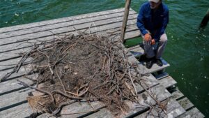 Osprey came back from the brink once. Now…