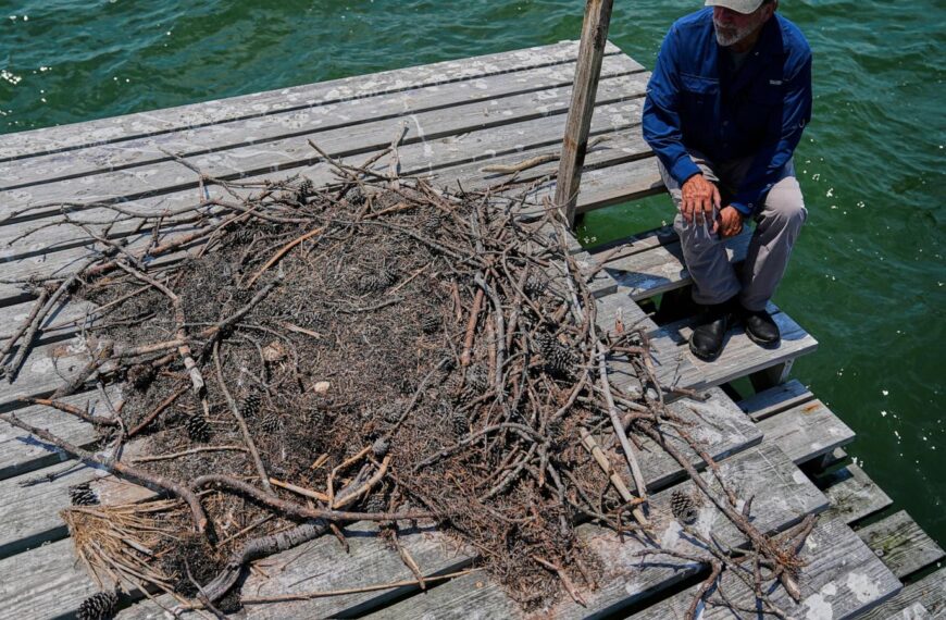 Osprey came back from the brink once. Now chicks are dying in nests, and some blame overfishing