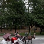 New York carriage horse’s collapse spurs criminal trial