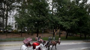 New York carriage horse’s collapse spurs criminal trial