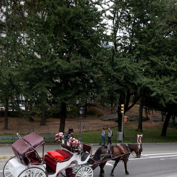 New York carriage horse’s collapse spurs criminal trial