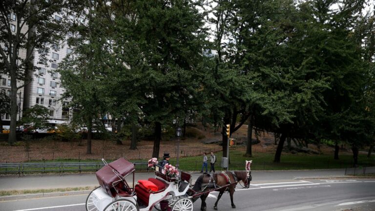 New York carriage horse's collapse spurs criminal trial