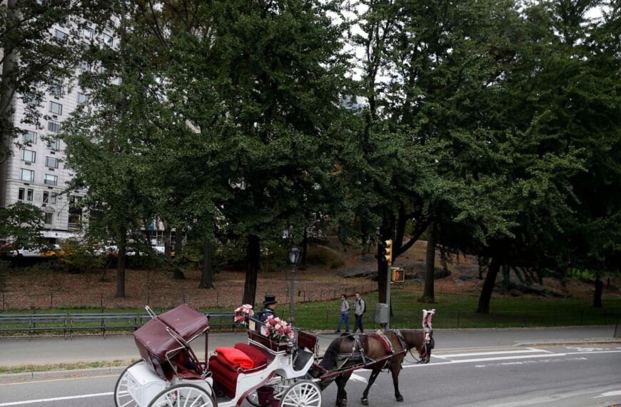 New York carriage horse’s collapse spurs criminal trial
