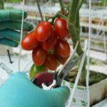 Here’s how a major Mexican tomato exporter is affected by Trump’s 17% tariff
