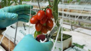 Here’s how a major Mexican tomato exporter is…