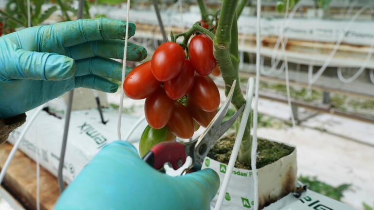 Here's how a major Mexican tomato exporter is affected by Trump’s 17% tariff