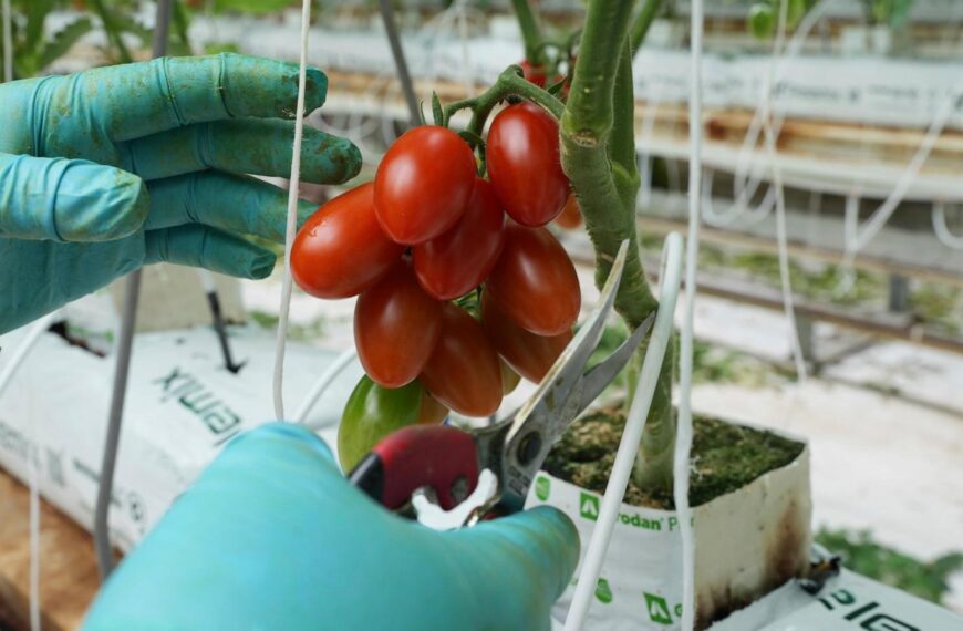 Here’s how a major Mexican tomato exporter is…